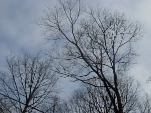 Winter_Trees